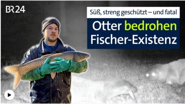 Fischotter: Süß, streng geschützt – doch für Fischwirte fatal