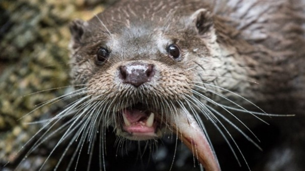 Der Fischotter gefährdet ein Weltkulturerbe