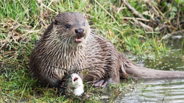 Otter, das Tier des Jahres 2021, die Einschätzung aus Brandenburg