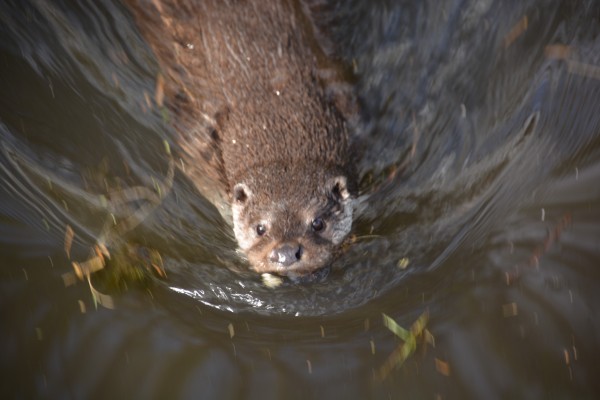 Fischotterausgleich in Bayern bis zu 100%
