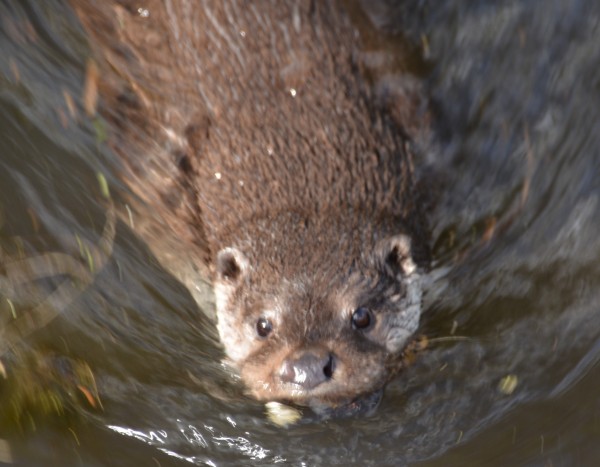 Otter, das Tier des Jahres 2021, die Einsch&auml;tzung aus Brandenburg