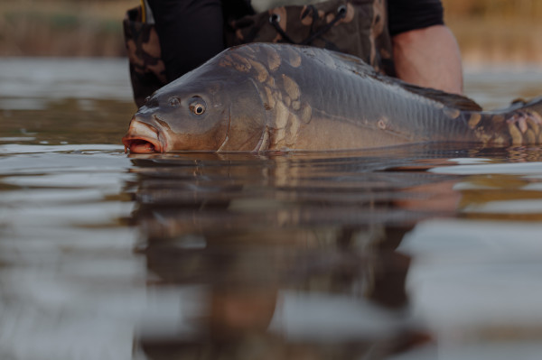 Internationale Karpfenkonferenz in Ungarn 03.-05.05.2023